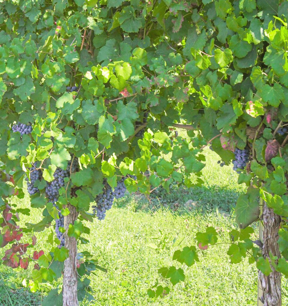 Lambrusco-druiven voor de Aceto-Balsamico-productie van de Acetaia Giuseppe Cremonini