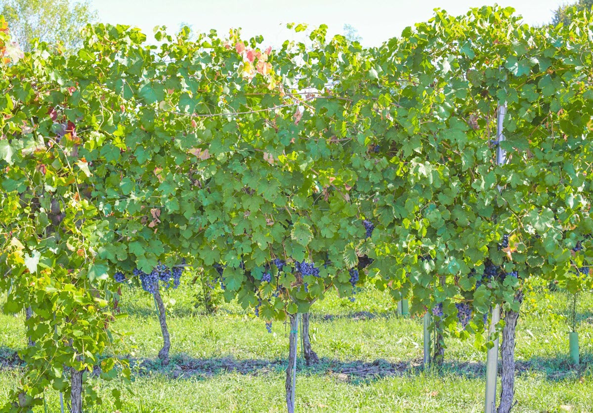 Lambrusco-wijnstokken van de Acetaia Giuseppe Cremonini voor de productie van Aceto Balsamico